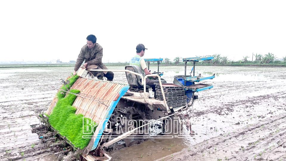 Hối hả vào vụ cấy lúa xuân