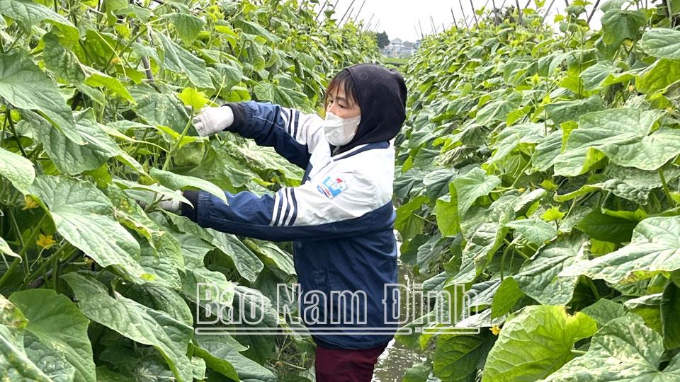 Kế hoạch chuyển đổi cơ cấu cây trồng trên đất lúa năm 2024