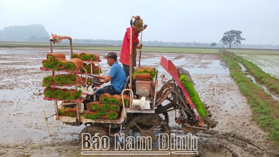 Rộn ràng gieo cấy lúa xuân