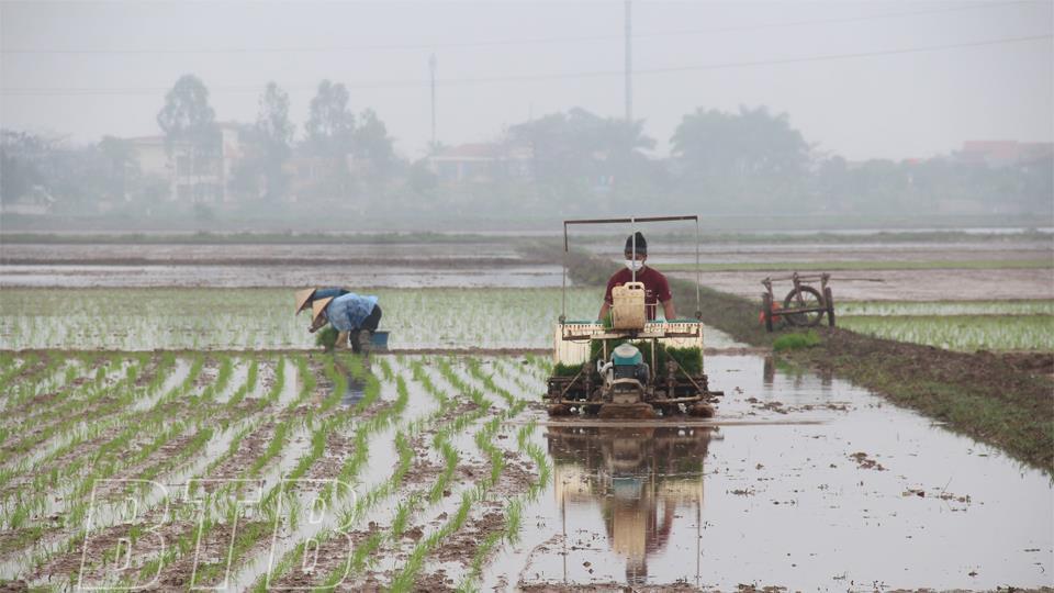 Thái Bình: Vụ xuân xây dựng 7.540ha cánh đồng lớn