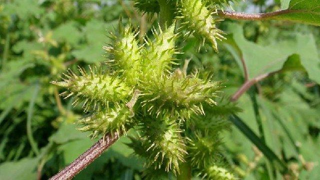 Chữa viêm mũi dị ứng bằng Đông y