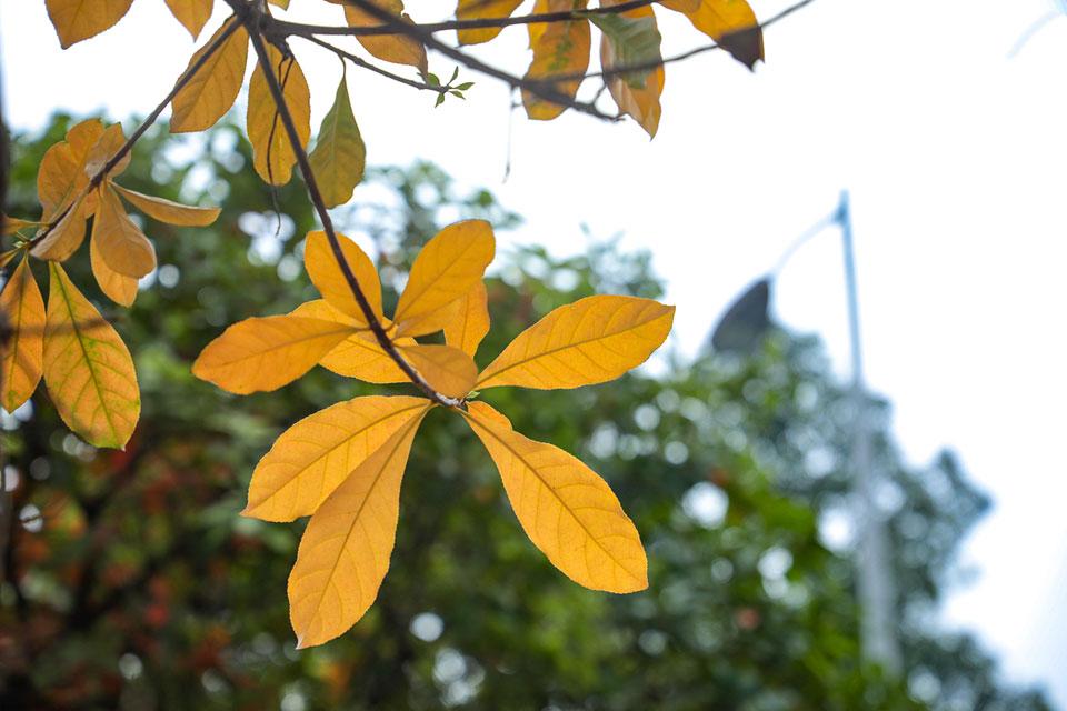 Có những chiều xuân