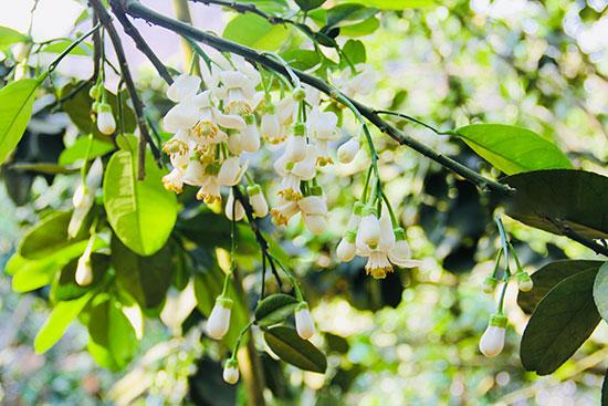 Thương những ngày cũ