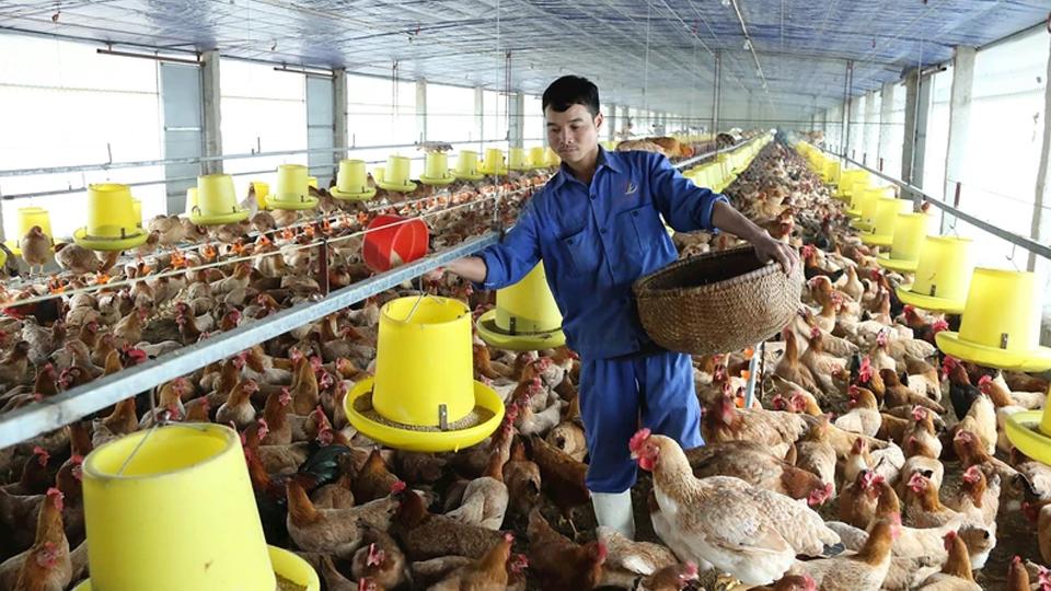 Sớm tháo gỡ bất cập của ngành chăn nuôi