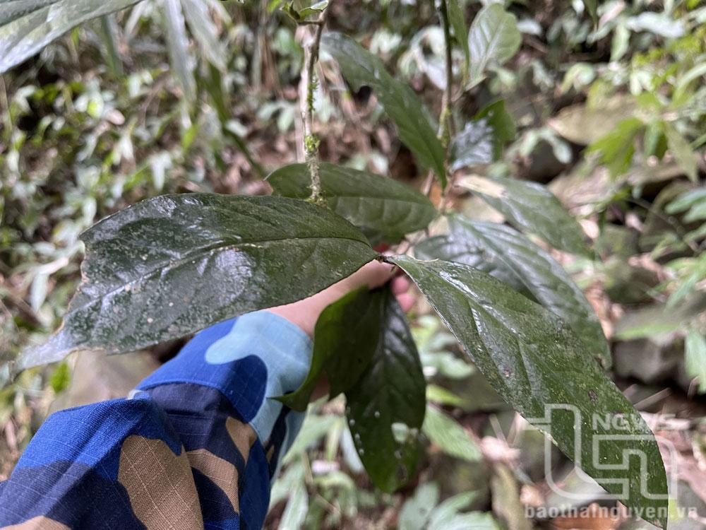 Chuyên gia nói gì về quần thể chè cổ trên núi Tam Đảo