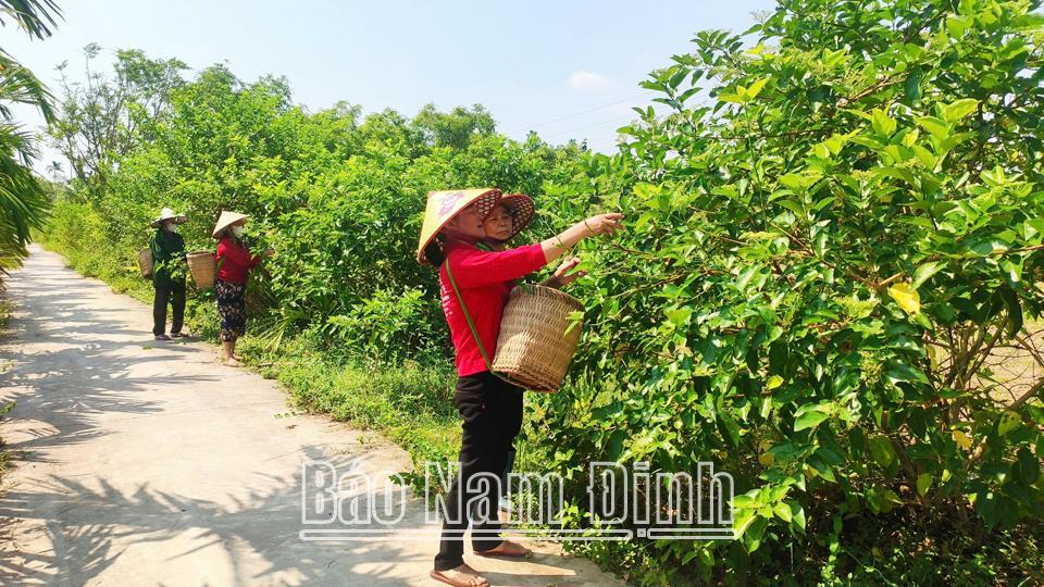 Chú trọng đào tạo, phát triển nghềcho phụ nữ nông thôn