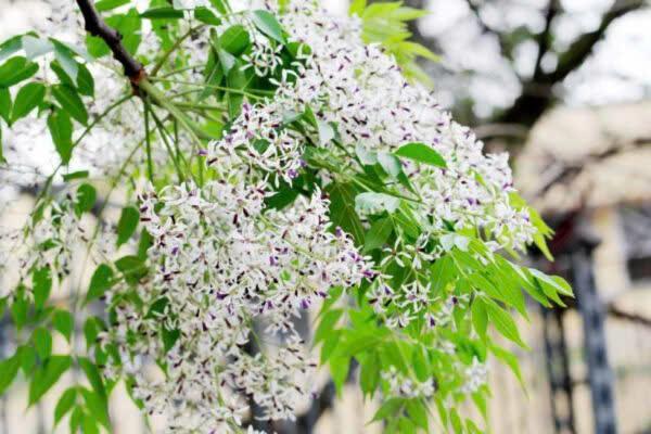 Những sắc hoa quê nhà