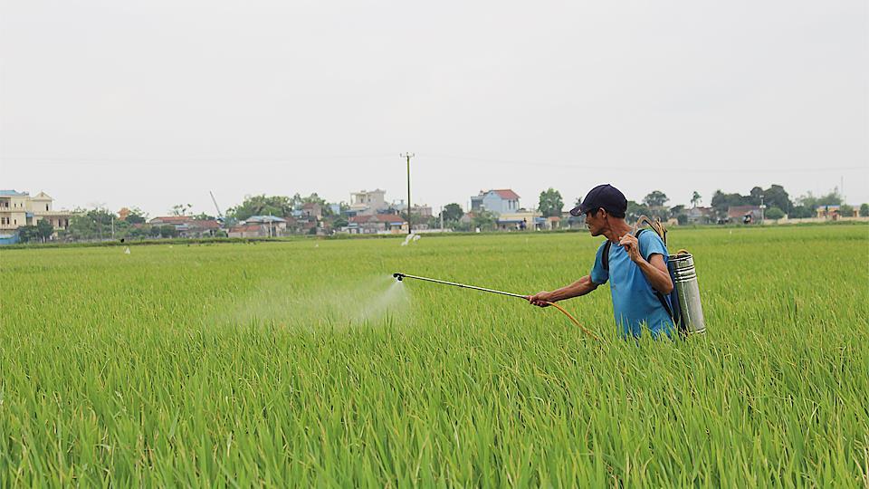 Tăng cường chỉ đạo phun trừ sâu cuốn lá nhỏ lứa 1 hại lúa xuân