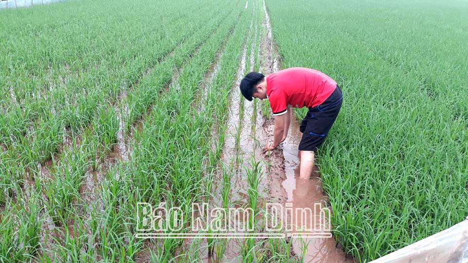 Tăng cường quản lý dịch hại trên lúa, màu vụ xuân