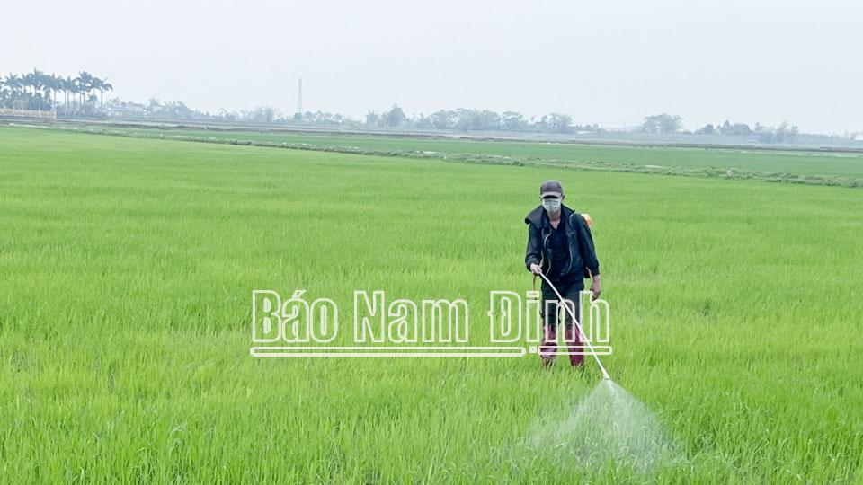 Tổ chức đợt cao điểm phun trừ dịch hại trên lúa đầu tháng 5