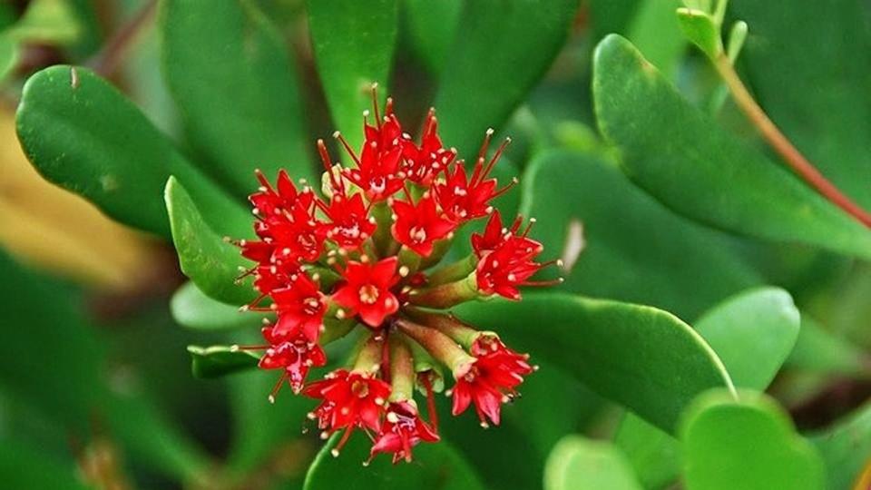 Tìm thấy hai loài cây quý hiếm ở Vườn quốc gia Xuân Thuỷ