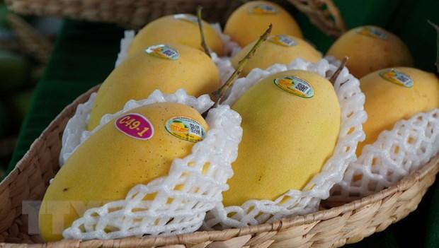 Đồng Tháp: Cải tiến sản xuất để nâng cao chuỗi giá trị xoài