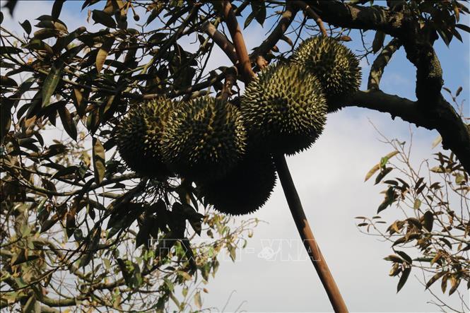 Tiền Giang: Đẩy nhanh cấp mã số vùng trồng trái cây xuất khẩu