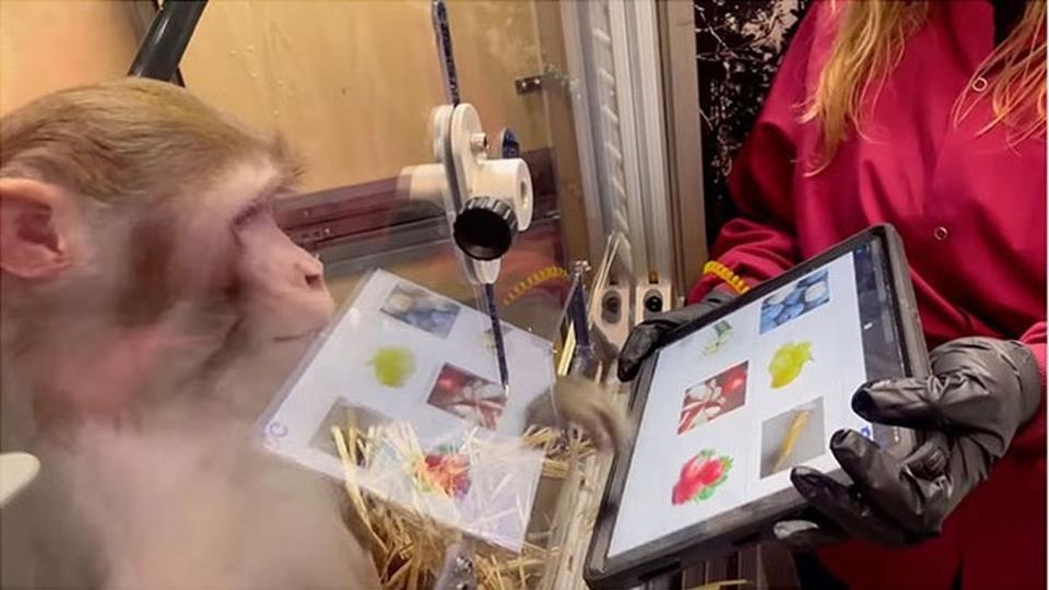 Chip cấy não của Elon Musk sắp được thử nghiệm trên người