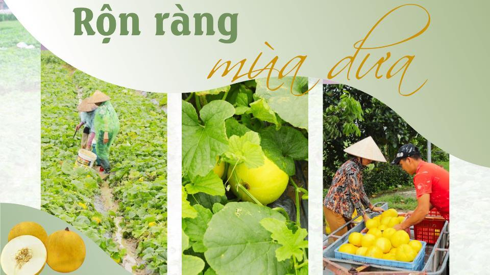 Rộn ràng mùa dưa