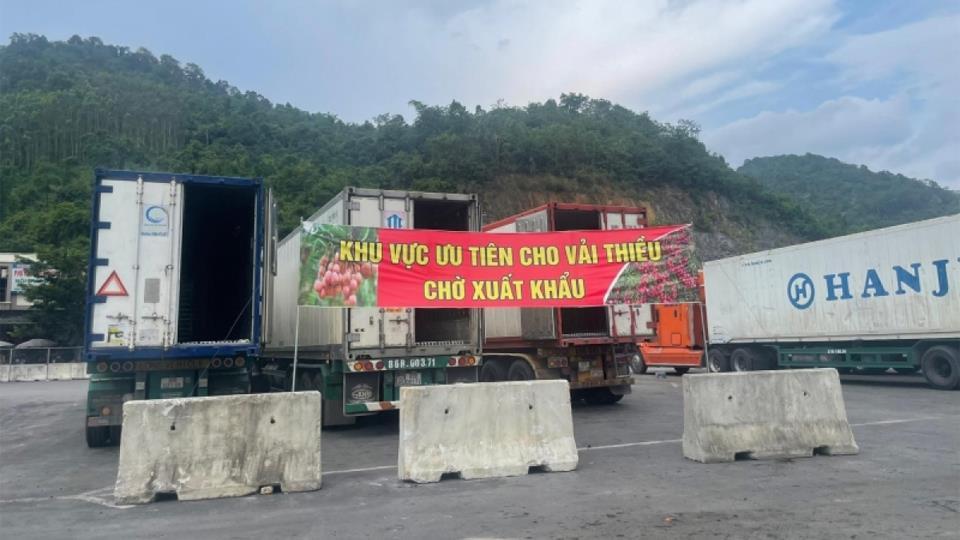 Lạng Sơn: Tạo điều kiện thuận lợi cho vải thiều xuất khẩu