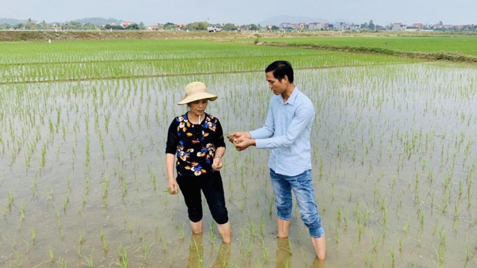 Kỹ thuật chăm sóc lúa vụ hè thu cho năng suất cao