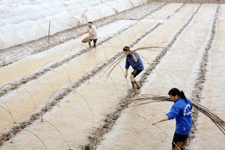 Toàn tỉnh gieo được 1.608ha mạ vụ mùa năm 2024