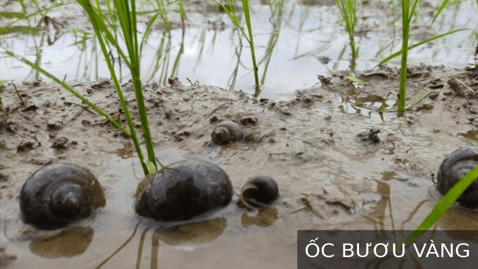 Chú ý một số loại sâu hại lúa và cách phòng trừ vụ hè thu