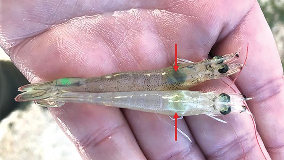 Giải pháp kiểm soát vi khuẩn Vibrio spp. gây bệnh hoại tử gan tuỵ cấp trên tôm thẻ chân trắng