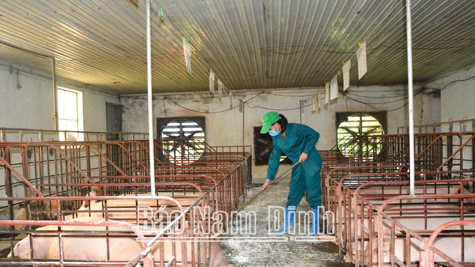 Chủ động phòng ngừa, ứng phó với bệnh dịch tả lợn châu Phi