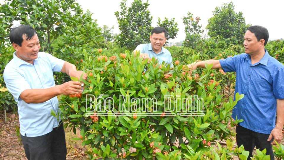 Nghề trồng hoa, cây cảnh ở Nghĩa Lạc