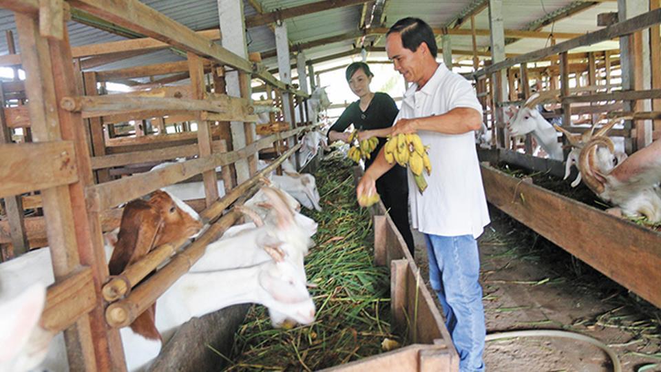 Kỹ thuật nuôi dê: Thức ăn cho dê