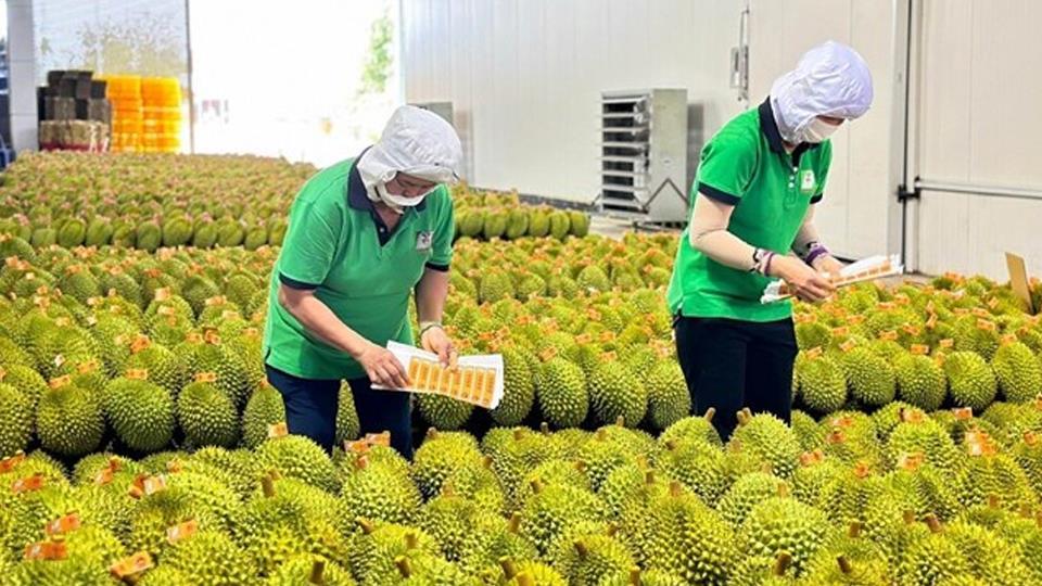 Xuất khẩu rau quả sắp vượt mốc 5 tỷ USD