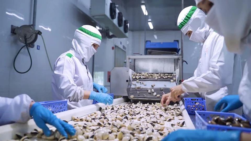 Nam Định cung cấp 45.000 tấn ngao/năm