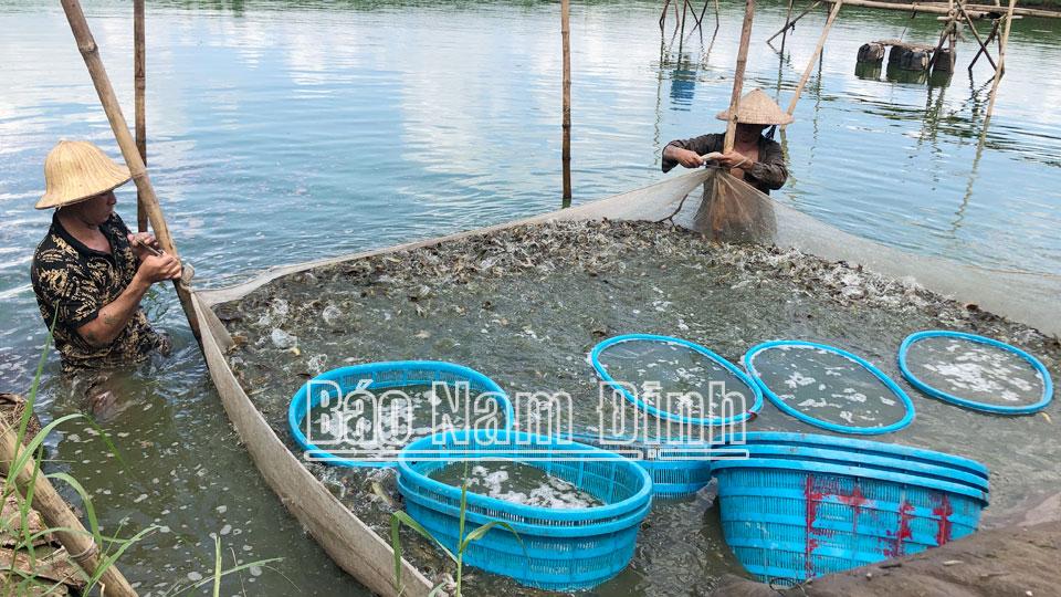 Hiệu quả mô hìnhnuôi cá chạch sụn