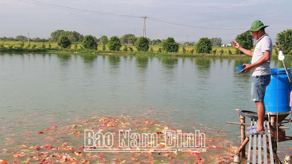 Hợp tác xã Sản xuất và thương mại Tân Khánhthành công với mô hình nuôi cá Koi