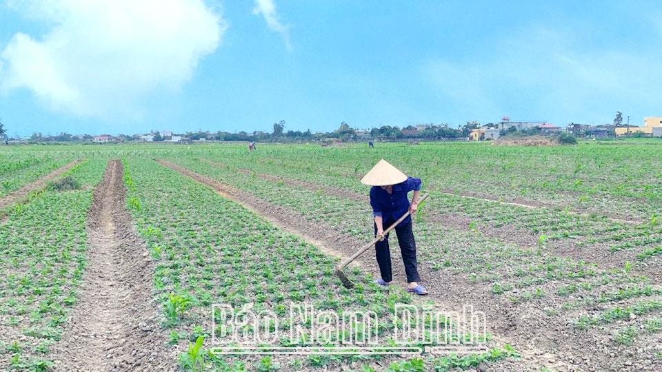 Giải pháp khai thác sử dụng đất nông nghiệp