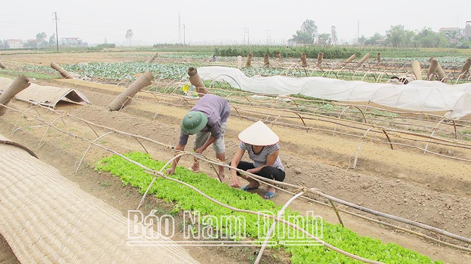 Nông thôn mới kiểu mẫu - Đa dạng mô hình