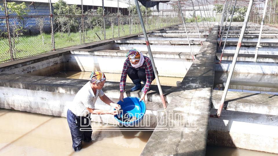 Hội Nông dân Vụ Bản hỗ trợ hội viên phát triển kinh tế