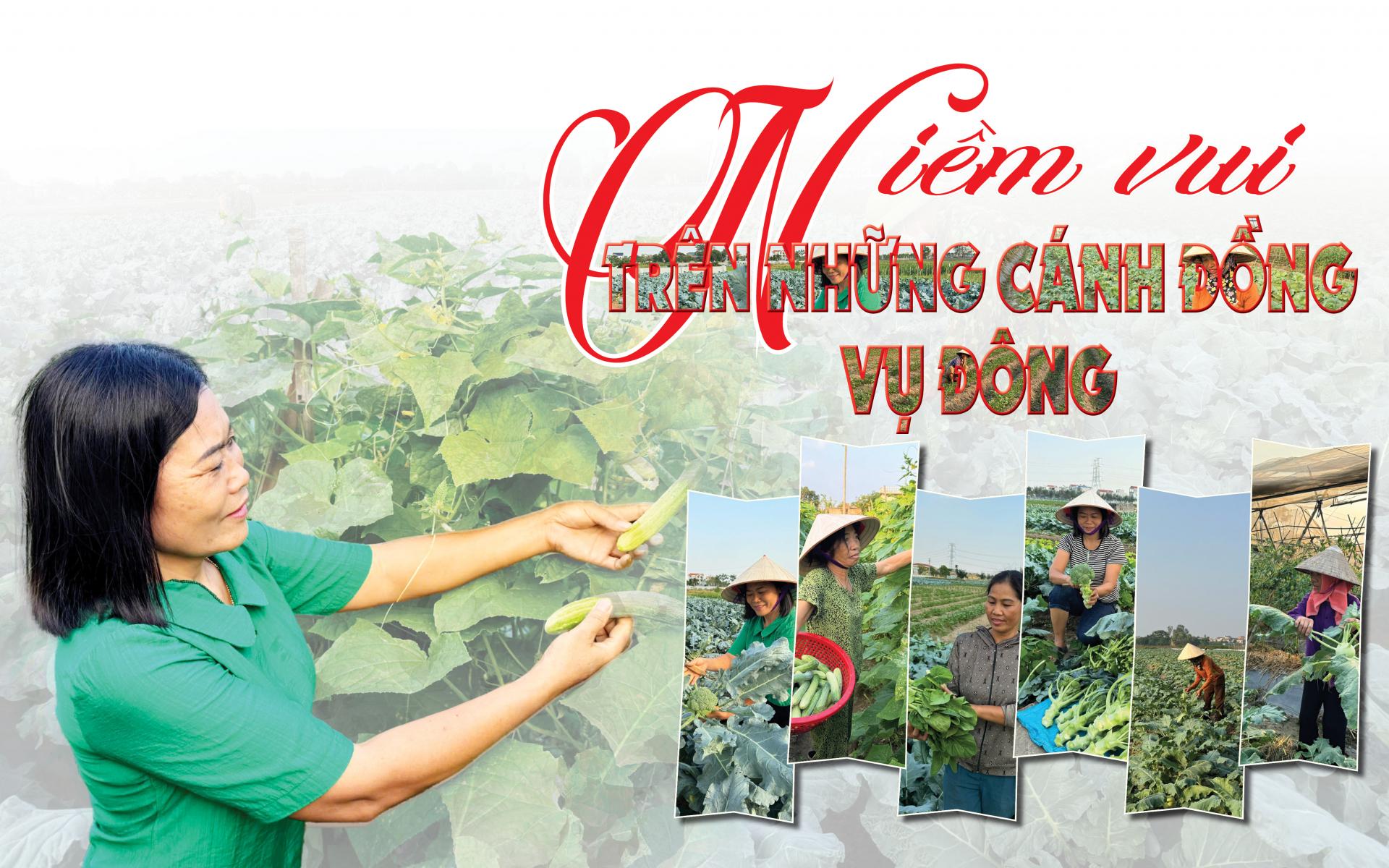 Niềm vui trên những cánh đồng vụ đông