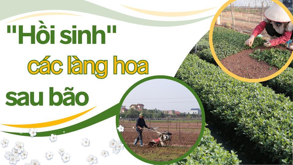 "Hồi sinh" các làng hoa sau bão