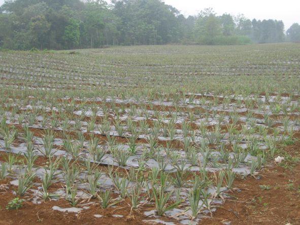 Lưu ý khi sử dụng che phủ nilon trên một số cây trồng cạn