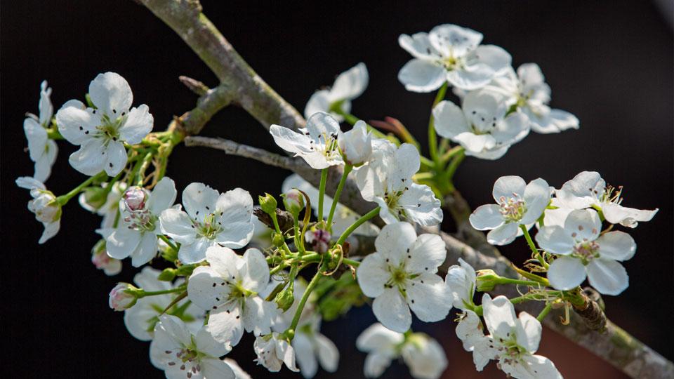 Đã thấy xuân về