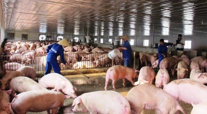 Bảo đảm nguồn cung thịt lợncho thị trường cuối năm