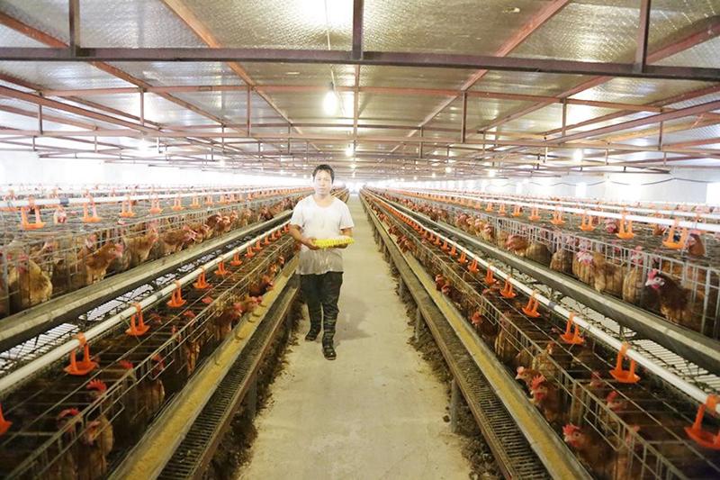 Triển khai nghiêm túc Nghị quyết của HĐND tỉnh về quản lý chăn nuôi khu vực nội đô