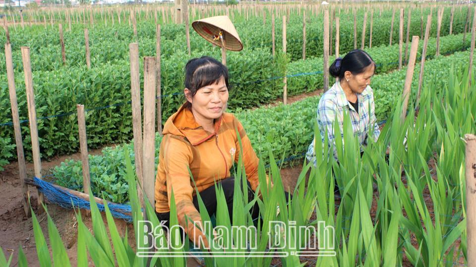 Thị trường hoa, cây cảnhvào vụ Tết