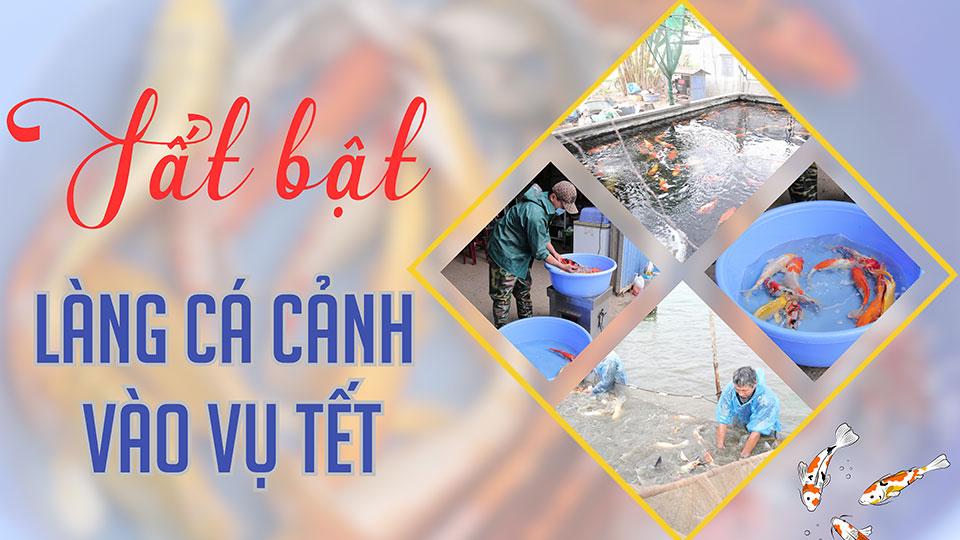 Tất bật làng cá cảnh vào vụ Tết