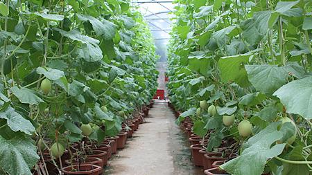 Hội thảo mô hình chuyển đổi trồng dưa lê vụ xuân 2014 hiệu quả