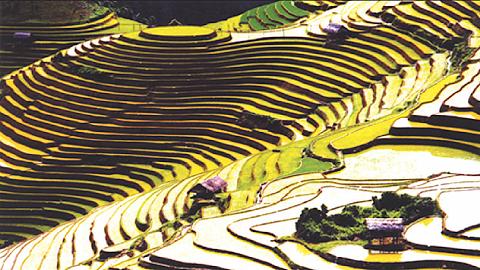 Tuần Văn hóa - du lịch ruộng bậc thang Mù Cang Chải 2014