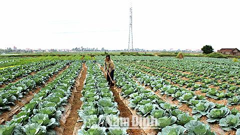 Dự báo thời tiết, thủy văn đêm 13-11-2014 ngày 14-11-2014 tỉnh Nam Định