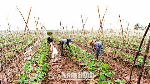 Dự báo thời tiết, thủy văn đêm 24-11-2014 ngày 25-11-2014 tỉnh Nam Định