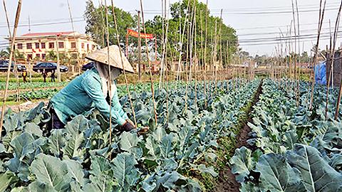 Dự báo thời tiết, thủy văn đêm 16-12-2014 ngày 17-12-2014 tỉnh Nam Định