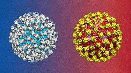 Tìm ra phương cách chữa trị dứt điểm bệnh sốt xuất huyết