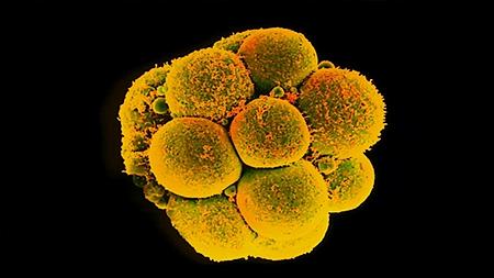 Trung Quốc chỉnh gene tạo phôi thai kháng virus HIV