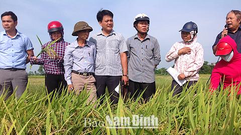 Khuyến nông Vụ Bản tích cực đưa tiến bộ kỹ thuật đến với nông dân